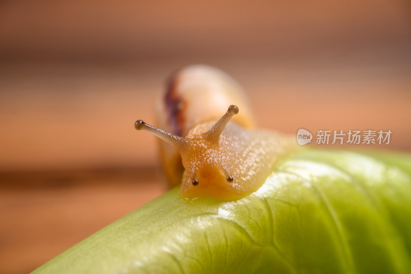 昆虫微距-生菜叶子上的蜗牛