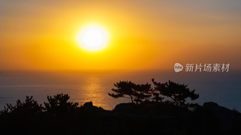 青岛海滨清晨日出阳光太阳自然风景松树