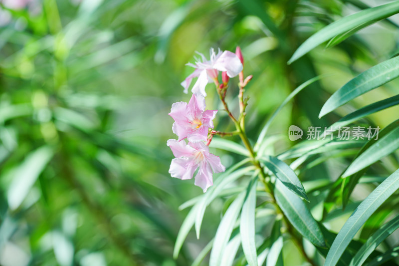 盛开的夹竹桃花