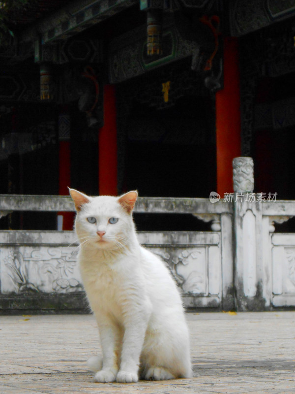 猫古建筑