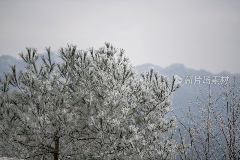 重庆酉阳：龙头山上的第一场雪