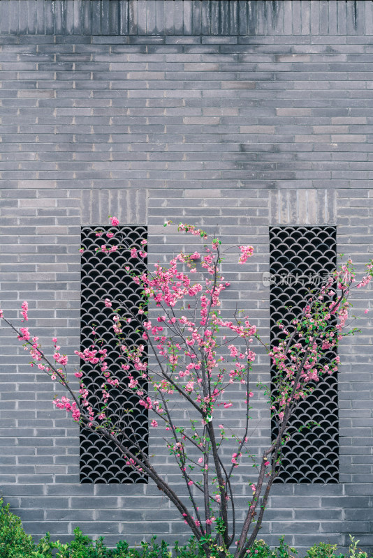 春天中式建筑砖墙外盛开的粉色桃花
