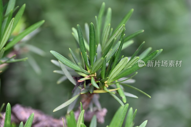 特写绿色植物枝叶