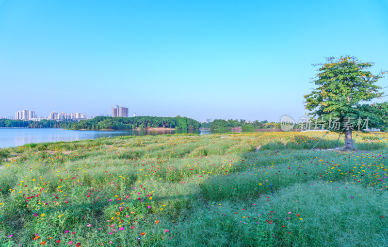 广州海珠湖公园绿树与鲜花花园