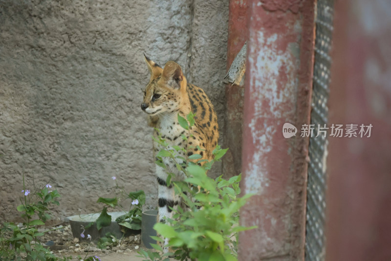 薮猫站立扭头侧视图