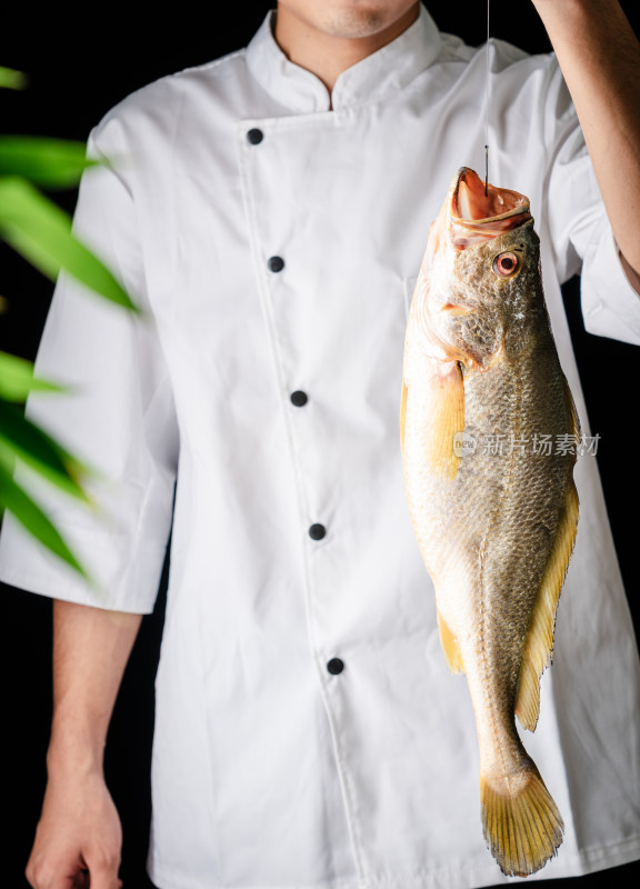 黑色背景前厨师拿着一条新鲜的野生黄花鱼
