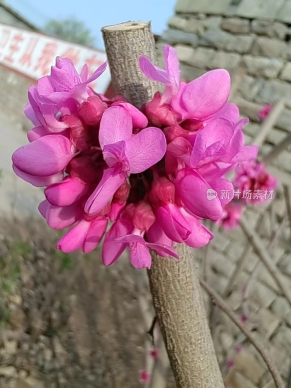 粉色花朵在树枝上绽放的美丽景象