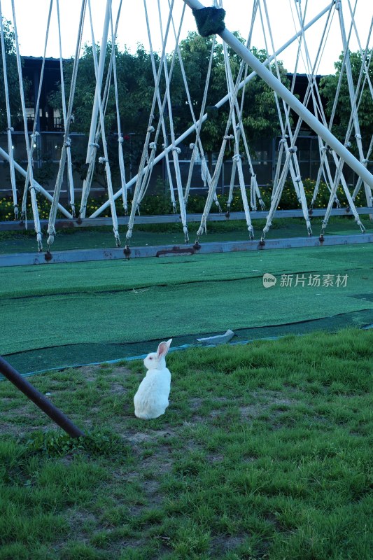 草地上的白兔与独特架构背景