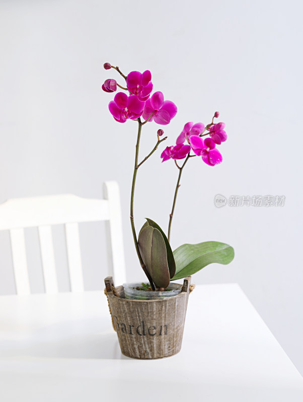 桌面上摆放着的盆栽鲜花蝴蝶兰