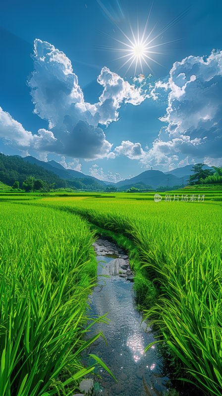 田园绿油油稻田风光溪流乡村田园背景