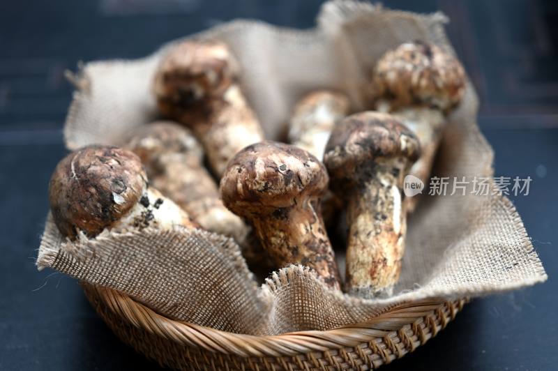 甘孜州野生松茸