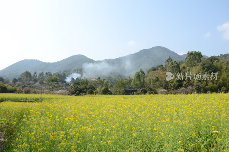 春天盛开的油菜花田