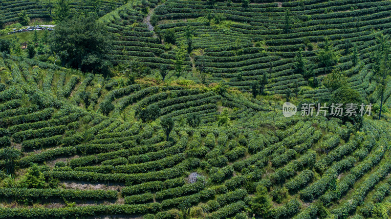 茶叶茶山茶艺茶园采茶茶红茶绿茶春茶茶叶茶