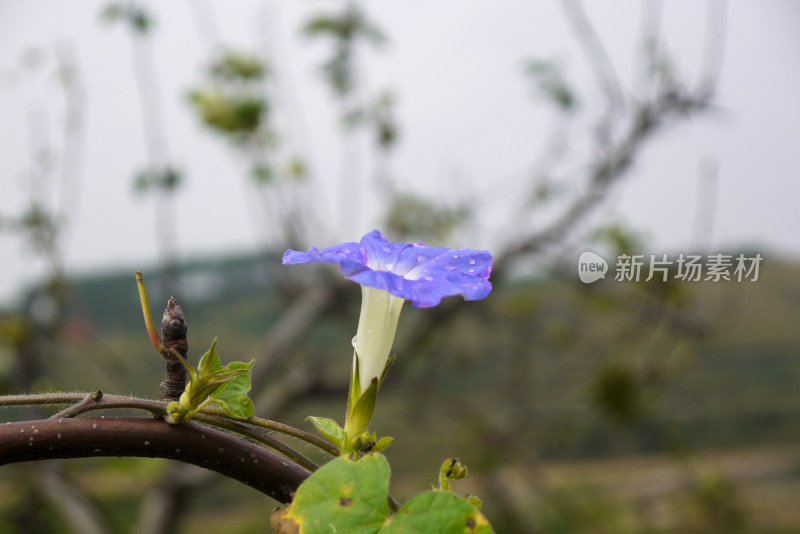 牵牛花特写