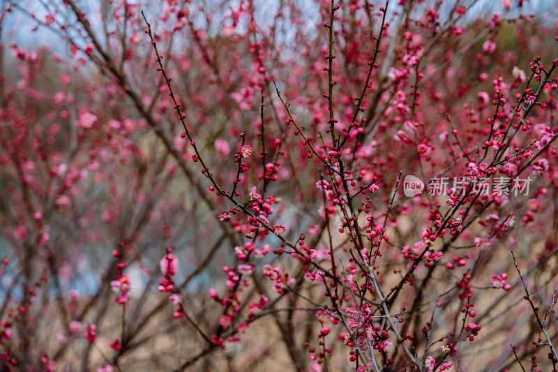 西溪湿地盛开的梅花