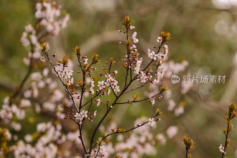 花花世界