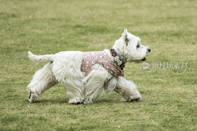 草地上奔跑的白色小狗宠物狗西高地白猎犬