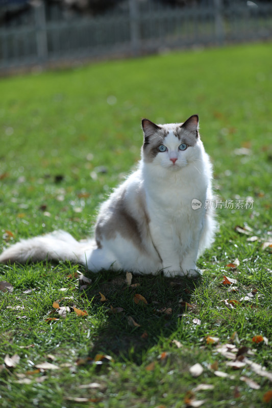 坐在草地上的猫