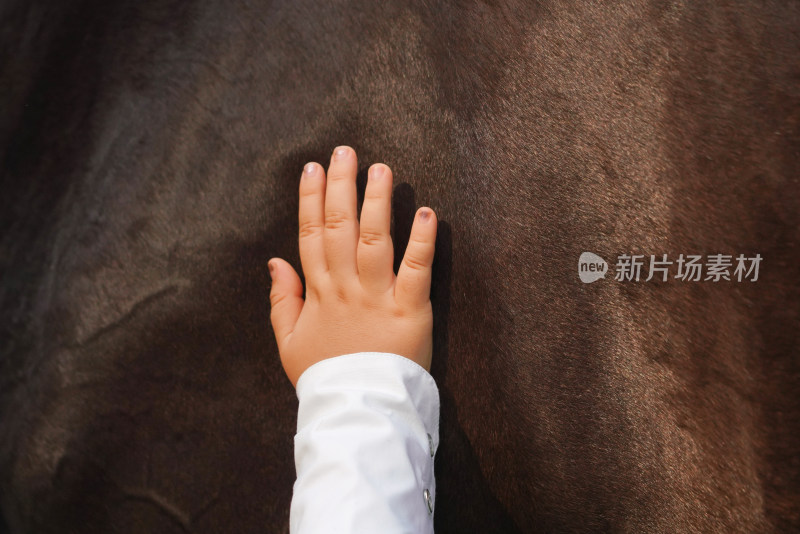 抚摸马匹的儿童手部特写