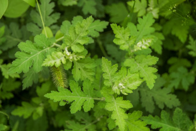 野菊花的清新绿叶