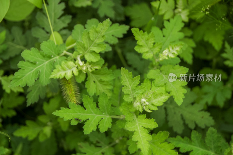 野菊花的清新绿叶