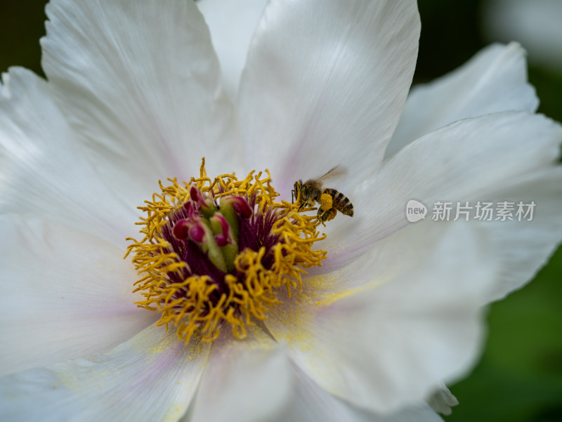 春天的白色牡丹花与蜜蜂