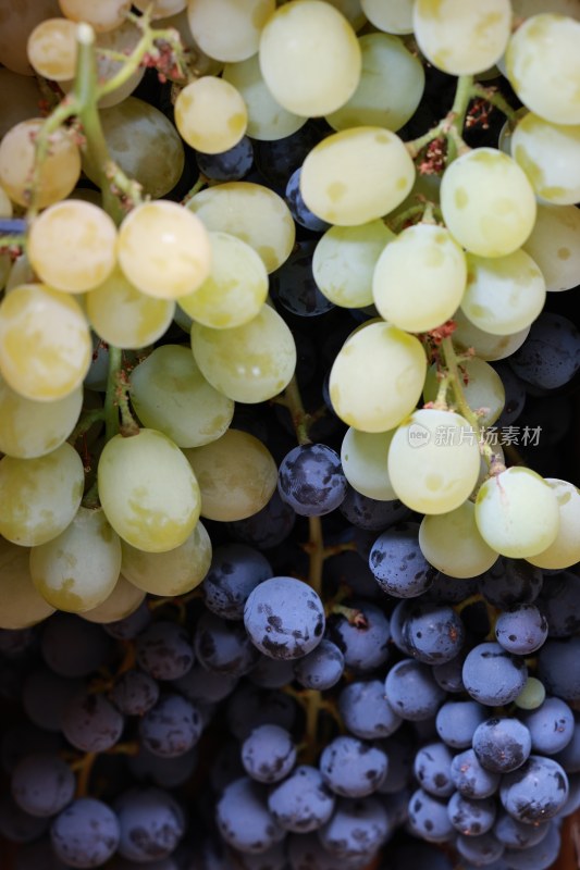 夏日成熟的葡萄 采摘葡萄