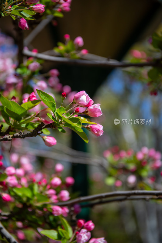 特写粉色花卉绿植