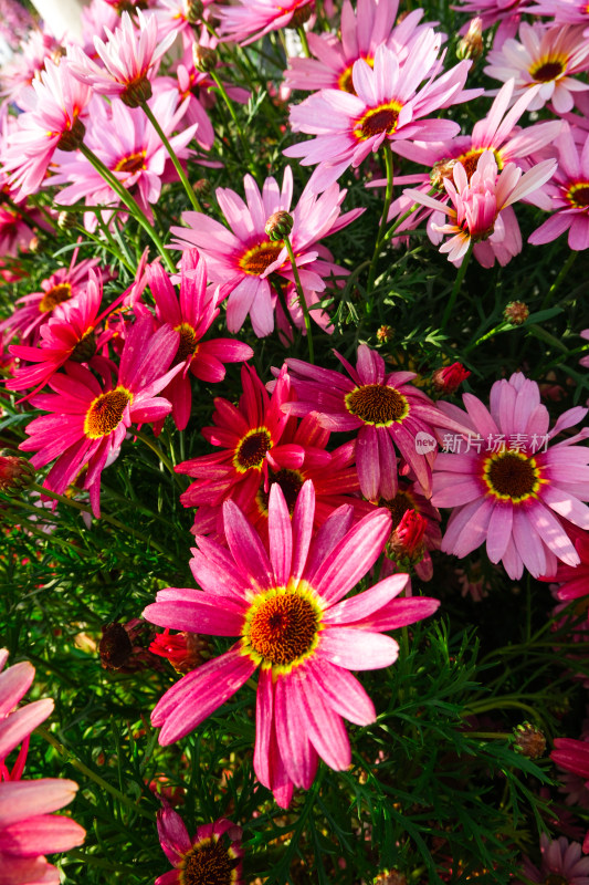 福州沙滩公园里的红花除草菊