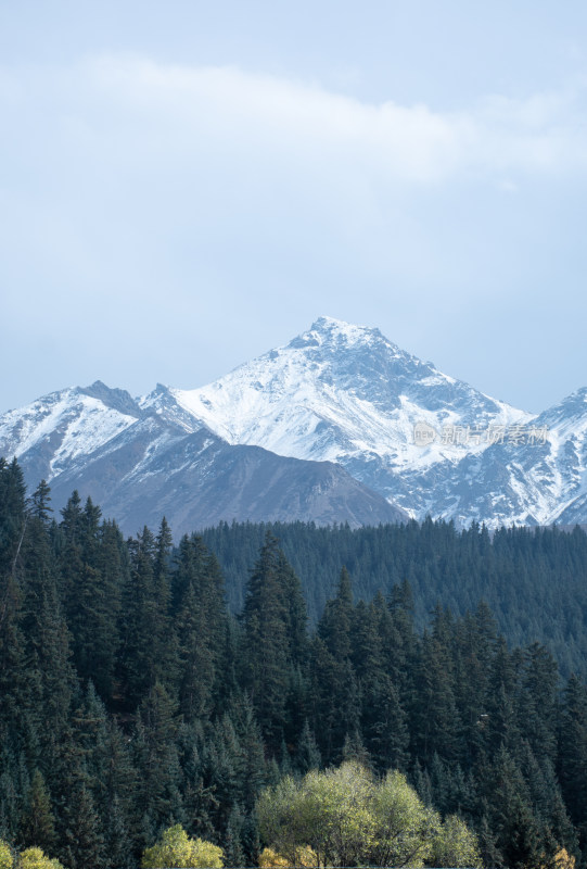 青海海西祁连山雪山森林自然风光