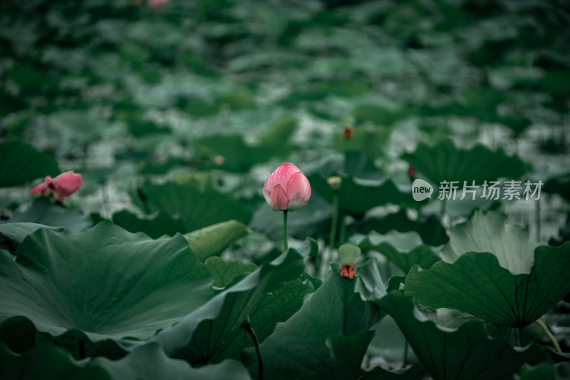 雨后荷花