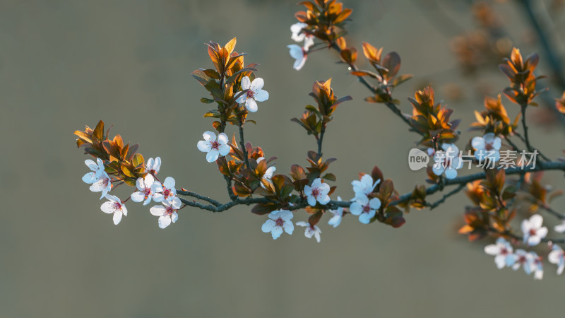 春天盛开的李子花