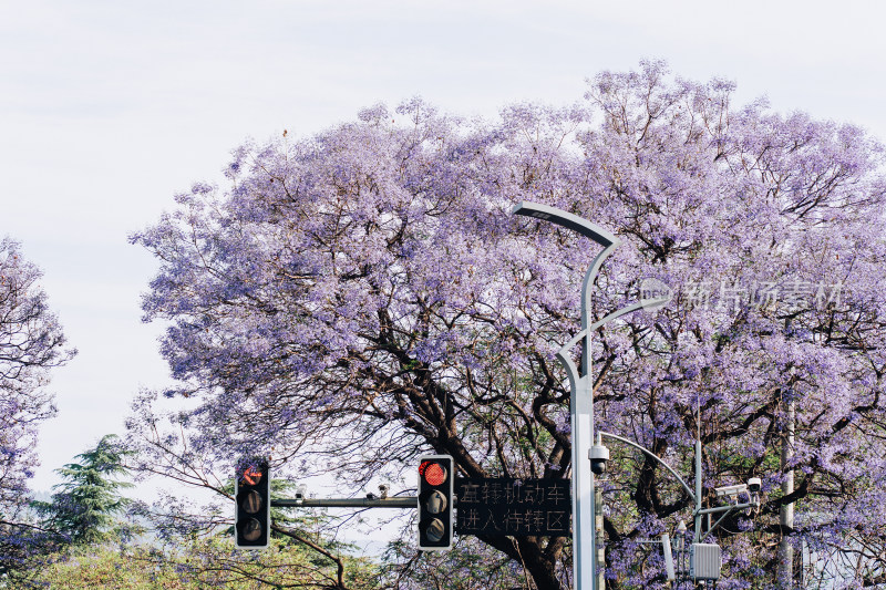 西昌蓝花楹