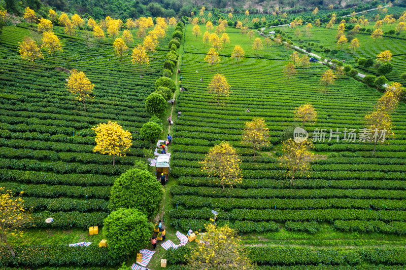 广东清远英德茶园茶场春天采茶风光航拍