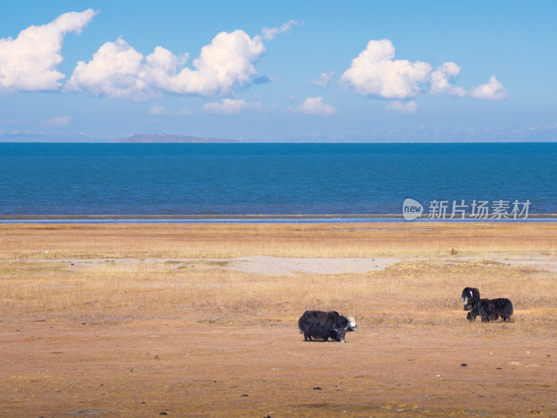 青海湖边牧场牦牛