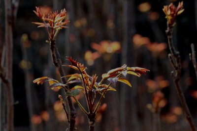 香椿芽春天