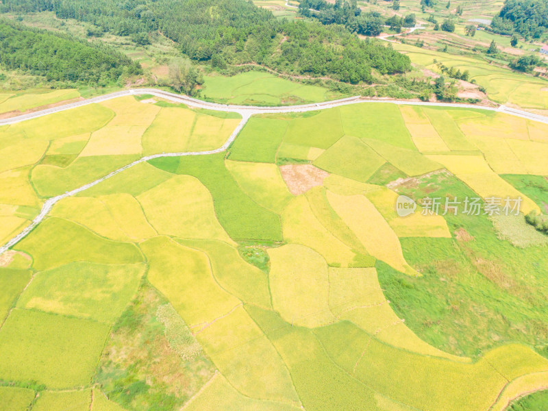 丘陵地貌金黄稻田农业种植航拍摄影图