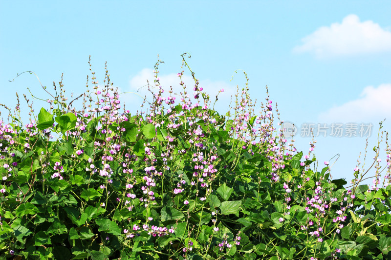 扁豆豆角紫色花朵