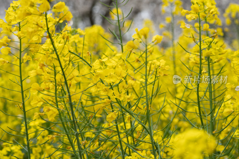 春天金黄色的油菜花