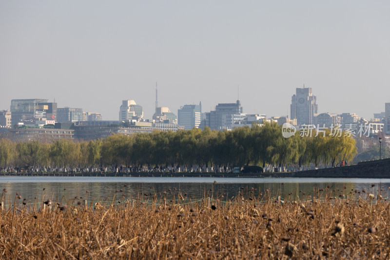 中国杭州西湖的残荷秋景与城市天际线