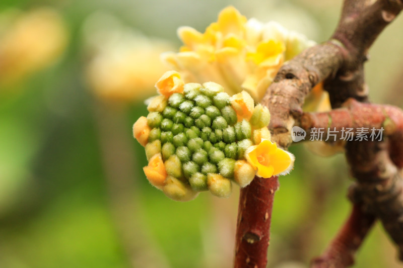 金黄的结香花花朵盛开