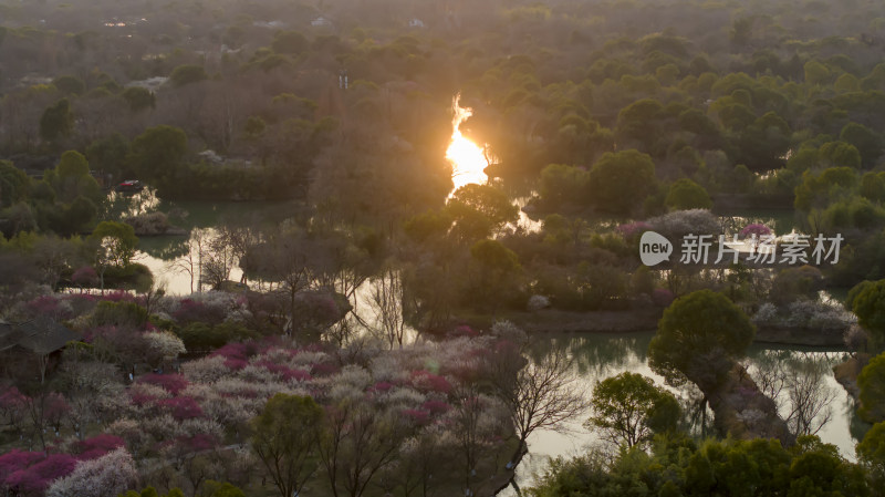 杭州西溪湿地探梅节梅花