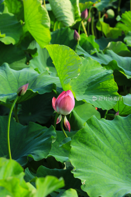 夏日成都温江区鲁家滩荷花盛开