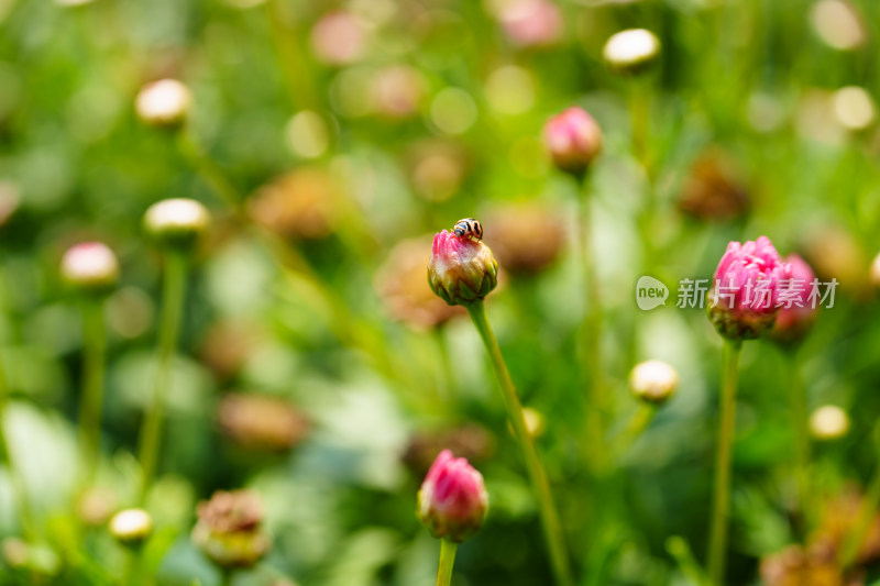 瓢虫与花蕾的邂逅