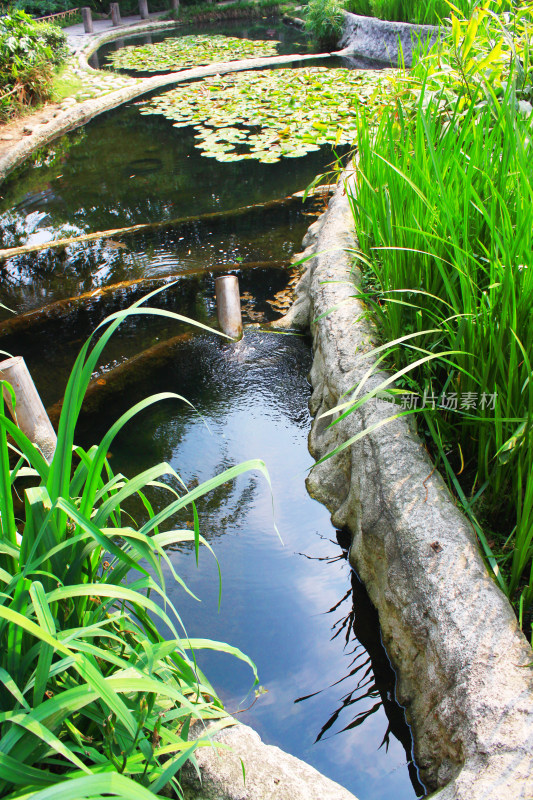 水循环池塘植物