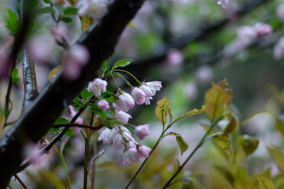 雨中的粉色海棠花素材