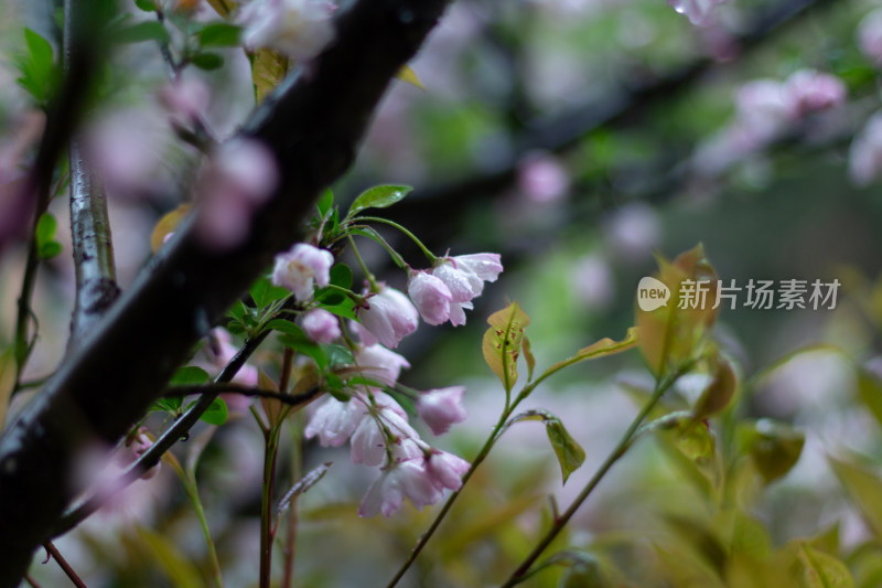 雨中的粉色海棠花素材