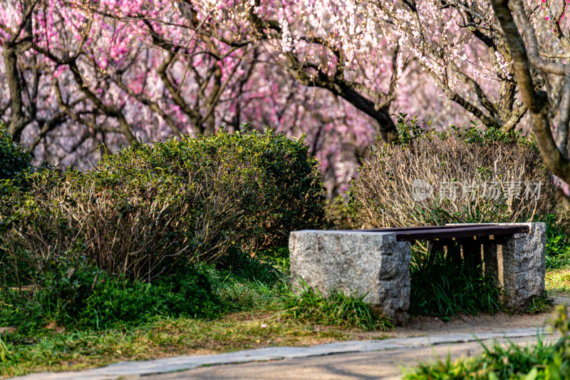 南京明孝陵梅花山梅花开