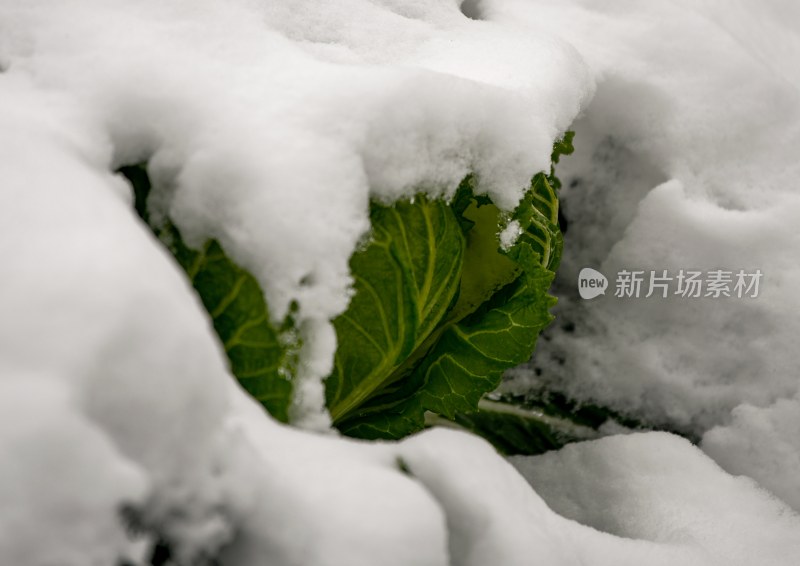 重庆酉阳：庭院橘子蔬菜与白雪