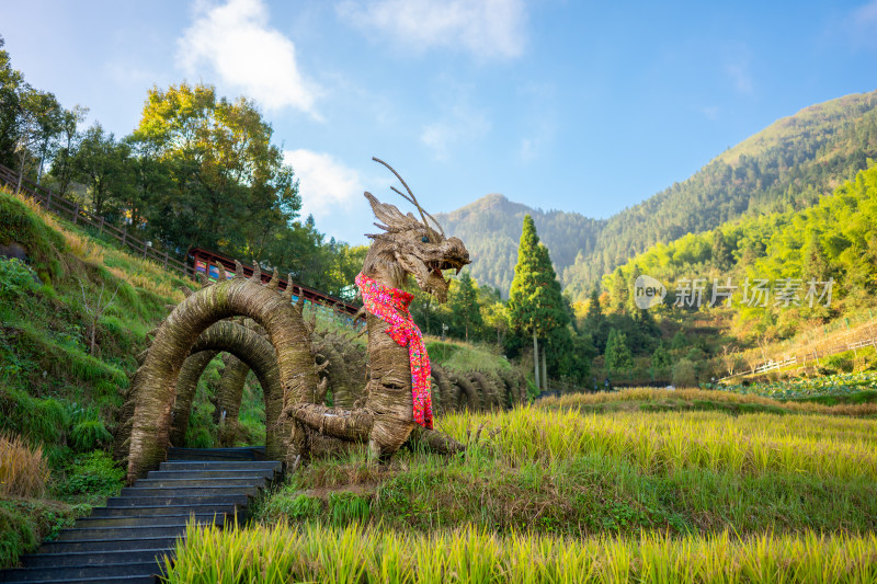 浙江丽水云和梯田景区 见龙在田